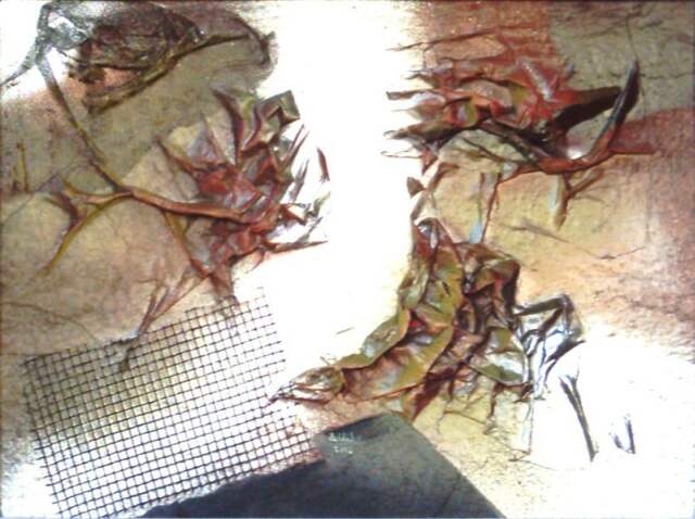 Lumina Lina